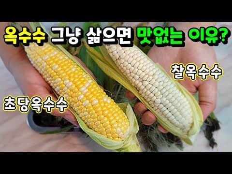 옥수수 절대 아무렇게나 삶지 마세요! / 평생 요긴하게 써먹는 옥수수 가장 맛있게 먹는 방법